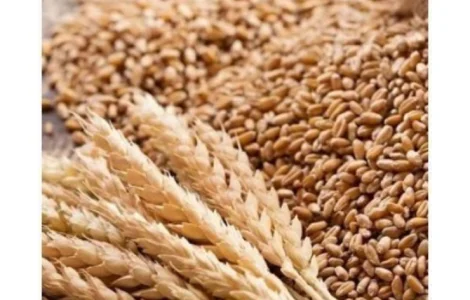 Закупаем зерноотходы