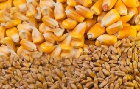 Куплю некондиційний соняшник, кукурудзу, пшеницю