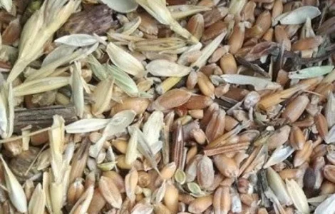 Куплю відходи соняшника, сої, кукурудзи, пшениці