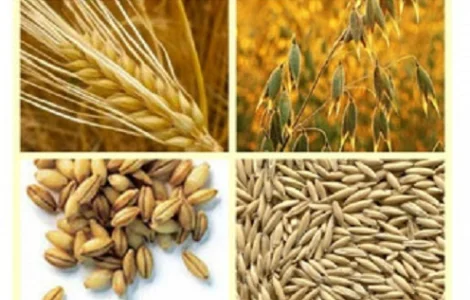 Купуємо зерновідходи, некондицію с/г культур