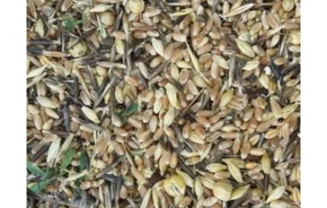 Куплю зерновідходи, некондицію. Працюю з посередниками