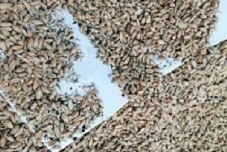 Закуповуємо зерновідходи зернових, олійних та бобових культур