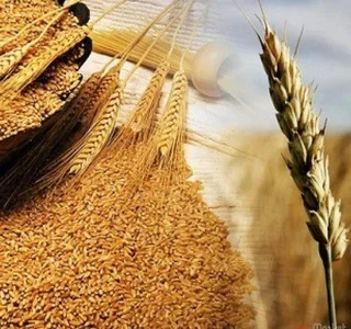 Закуповую зерновідходи бобових, зернових, олійних культур