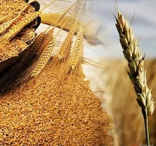 Закуповую зерновідходи бобових, зернових, олійних культур