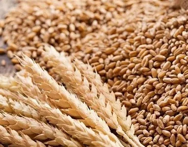 Закупаем некондицию, зерноотходы