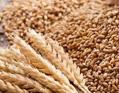 Закупаем некондицию, зерновые отходы