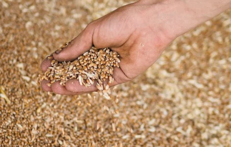 Закуповую зерновідходи зернових, олійних, бобових