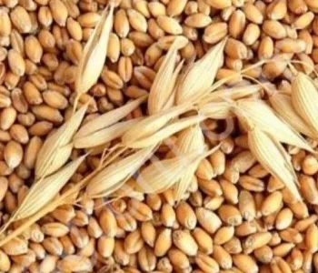 Куплю зерноотходы кукурузы, пшеницы, сои, подсолнечника