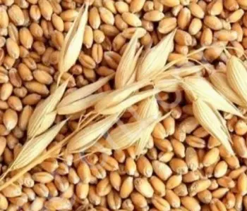Куплю зерновые отходы кукурузы, пшеницы, сои, подсолнечника