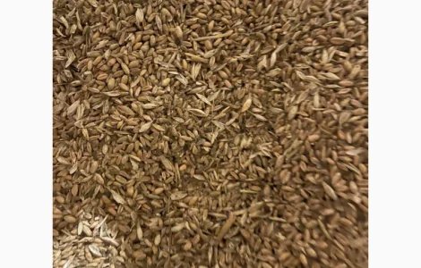 Куплю зерноотходы. Продать зерноотходы. Закупка зерноотходов