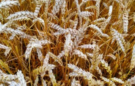 Закуповуємо некондиційне зерно, зернові відходи