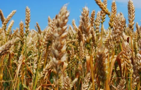 Покупаем на постоянной основе некондиционное зерно