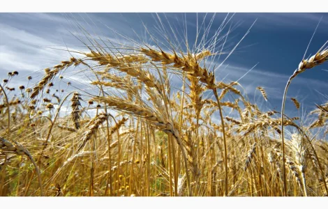 Куплю зерноотходы