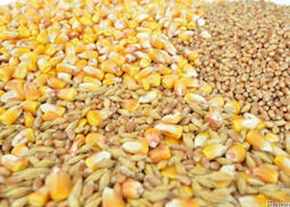 Купуємо зерновідходи зернових, бобових та олійних культур