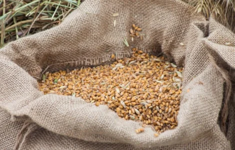Закуповую зерновідходи, некондицію