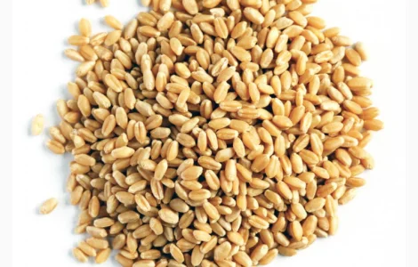 Купуємо зерновідходи, некондицію. Самовивіз