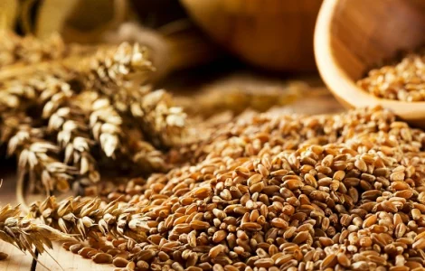 Продажа зерновых и масличных культур