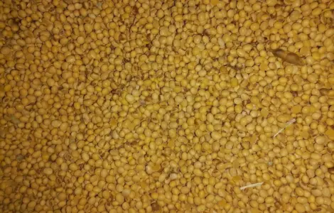 Зерно: соя, кукурудза, ячмінь куплю