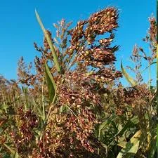 Продам семена СУДАНКИ черной