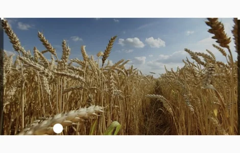 Куплю зерно