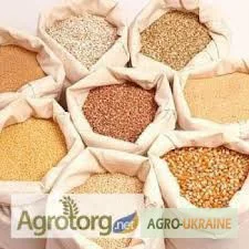 Постійно закуповуєм кукурудзу, соняшник, ріпак