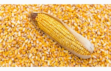 Ріпак ГМО не і не ГМО/ сою, соняшник пшеницю