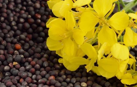 Купуємо кукурудзу сою ріпак соняшник