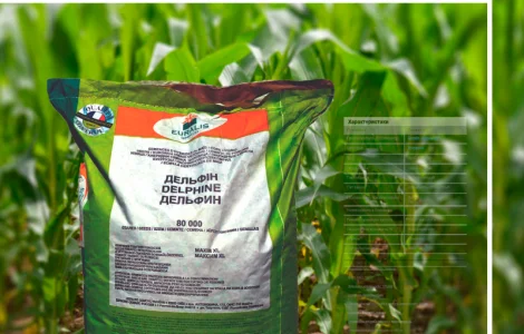Продам посівну кукурудзу та соняшник