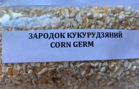 Зародыш кукурузы