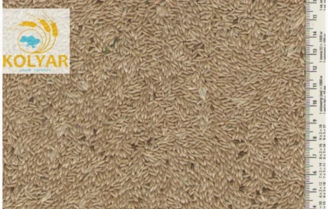 Купуємо канаркове просо, просо ж/ч, люпин, вику, ол. редьку, розторопшу