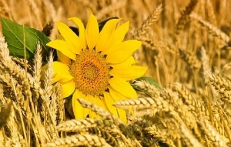 Куплю зерновые и масличные культуры