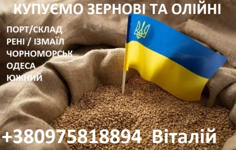 Закупаем зерновые и масличные культуры