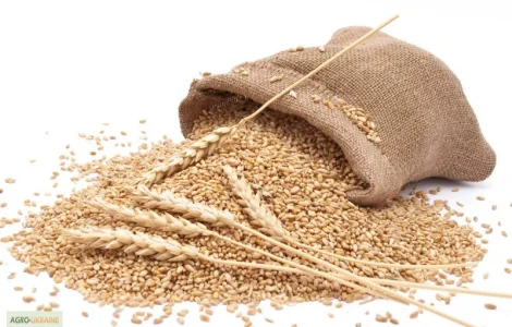 КУПЛЮ зерновые (кукурузу, ячмень, пшеницу и др.)