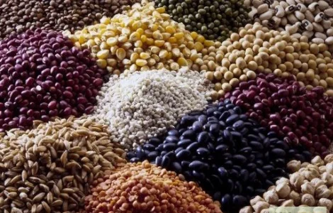 ЗАКУПАЄМО зернові культури великими обсягами
