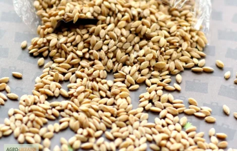 Підприємство закуповує ЗЕРНОВІ культури будь-якої якості великими обсягами