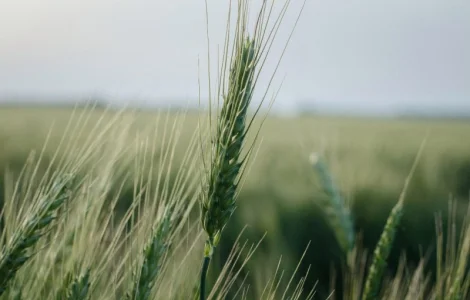 Урожай 2020 ЗЕРНОВЫХ культур любого качества (ЗАКУПАЕМ!)