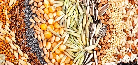 Дорого закупаем зерновые, любое качество