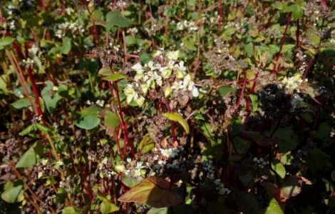 Гречка, пшениця, просо, овес, горох, соя