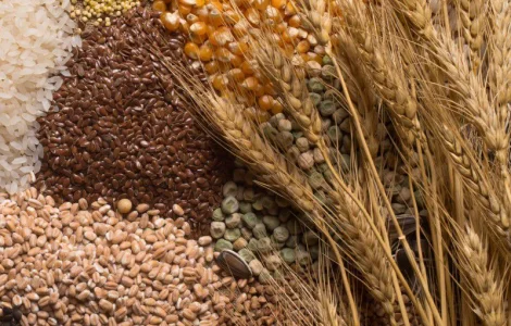 Купляємо зернову та олійну кольтуру Соя, Ріпак, Пшениця, Кукурудза