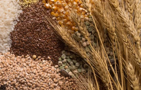 Купляємо зернову культуру Соя, Ріпак, Пшениця, Кукурудза