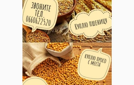 Купуемо ПРОСО / ПШЕНИЦЮ дорого з місця по всій Україні