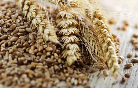 Куплю фуражну пшеницю і ярий ячмінь