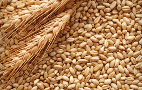 Закупаем пшеницу, ячмень