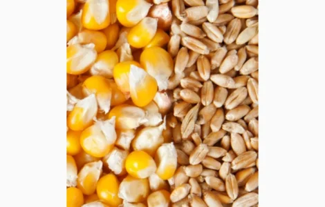 Куплю пшеницу, кукурудзу