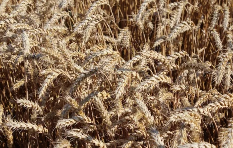 Закуповуємо пшеницю, ріпак, соняшник