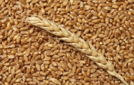 Постійно купуємо пшеницю, ріпак, соняшник