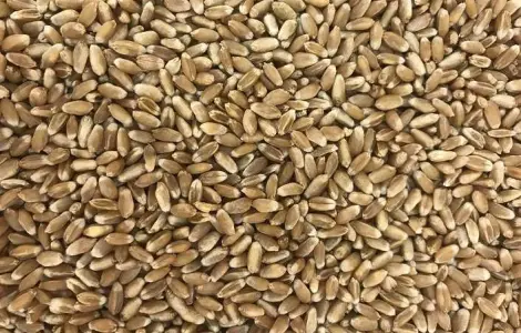 Куплю пшеницю