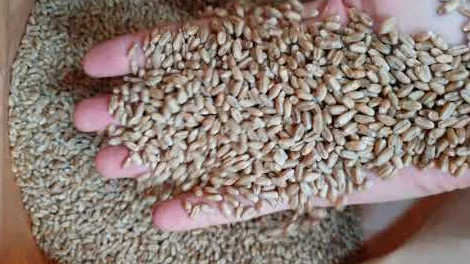 Продаємо насіння Озимоі Пшениці і Ячменю