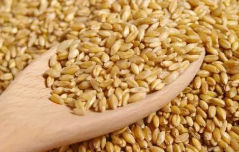 Куплю фуражную и продовольственную пшеницу