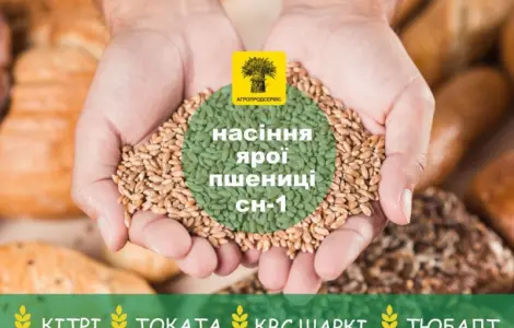 Продаж насіння ярого ячменю та пшениці